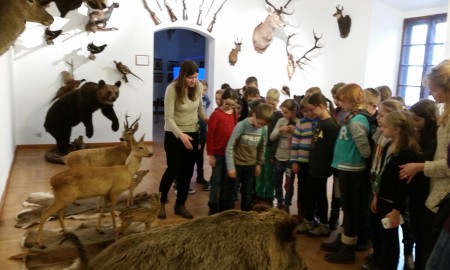 W Zamku Niepołomickim znajduje się Wystawa Trofeów Myśliwskich, która prezentuje zwierzęta i ptaki, które można spotkać w Puszczy Niepołomickiej.